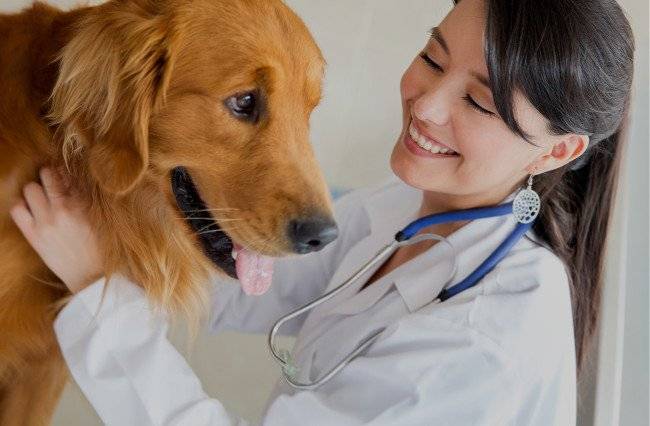 Examen de un perro por un veterinario.