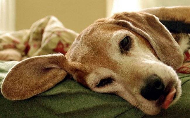 Síntomas de la rabia en perros.