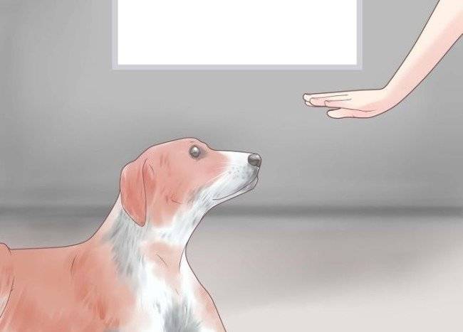cómo destetar a un perro aullido