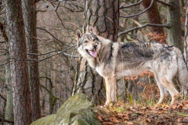 Perro lobo checoslovaco en el bosque