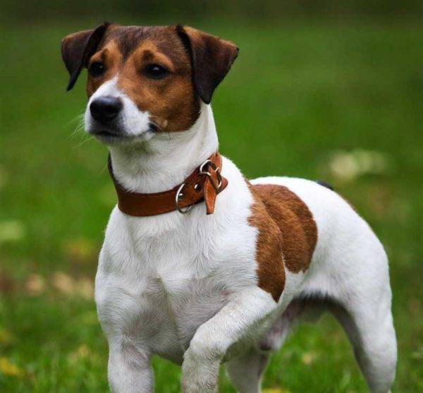 guapo jack russell terrier