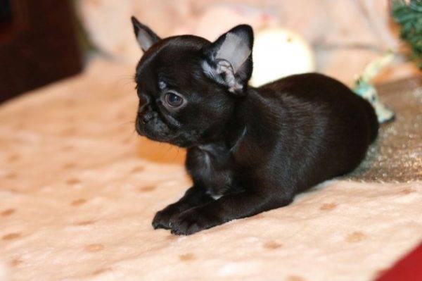 Chihuahua liso negro