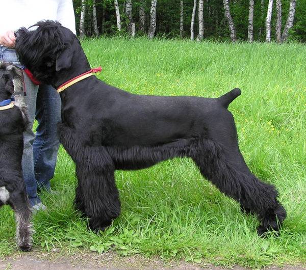 terrier negro con un hermoso corte de pelo
