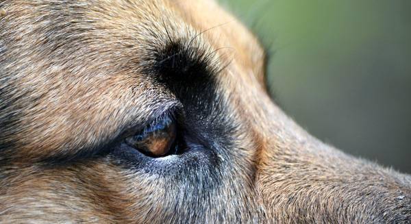 Enfermedad ocular en perros