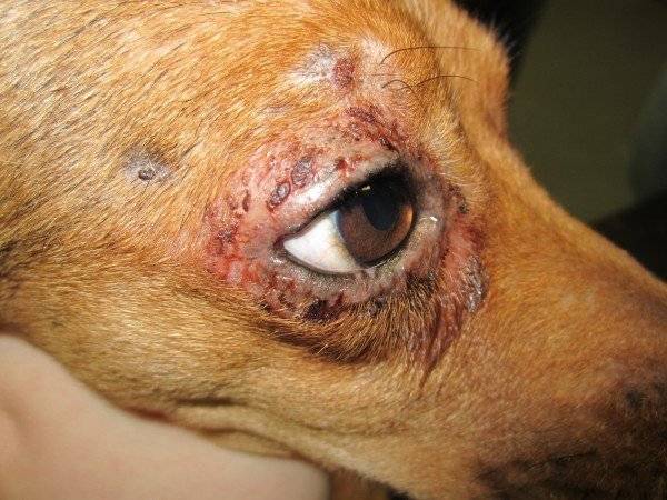 Dermatitis en ojos de perro