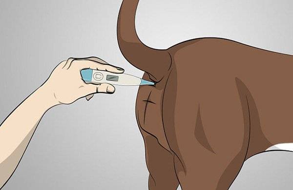 Como medir la temperatura de un perro