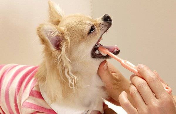 Cómo cepillar los dientes de tu perro