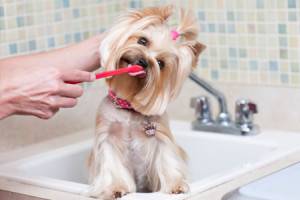 Cómo cepillar los dientes de tu perro