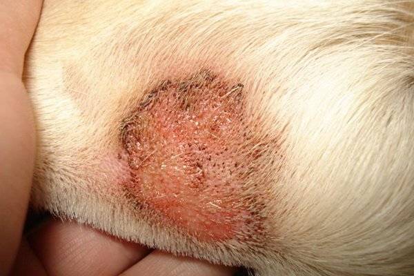 Enfermedades de la piel en perros