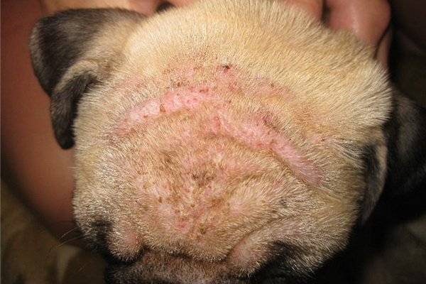 Enfermedades de la piel en perros causadas por garrapatas.
