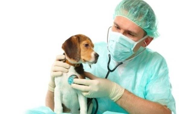 Tratamiento de convulsiones en perros