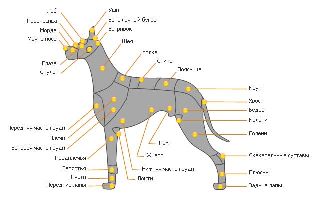 Estructura corporal de los perros.