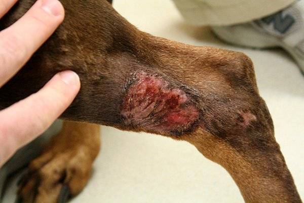 Dermatitis traumática en perros