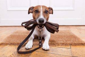 Jack Russell Terrier con una correa