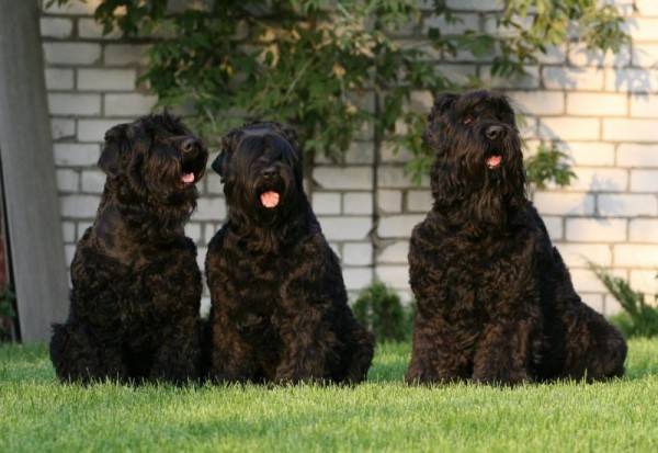 tres terriers negros