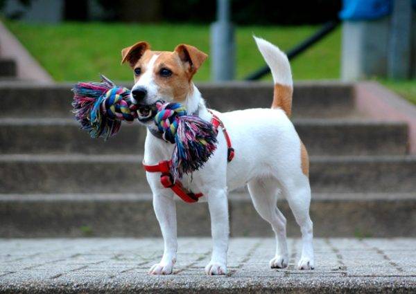 Jack Russell Terrier a pasear