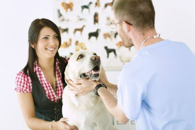 ¿Puede una persona contraer anaplasmosis de una mascota?
