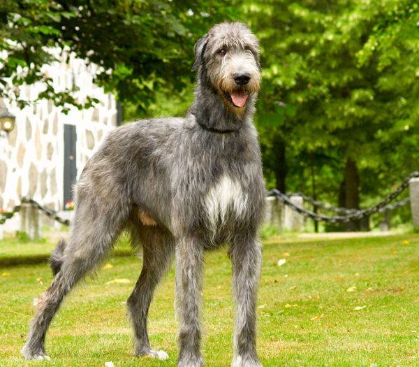 Wolfhounds irlandeses
