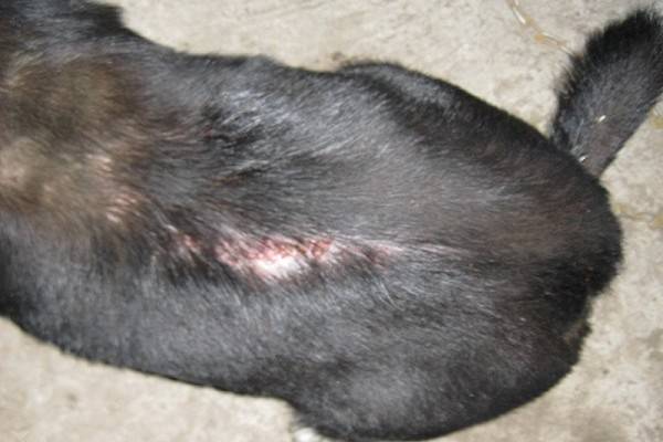 Síntomas de una garrapata subcutánea en perros