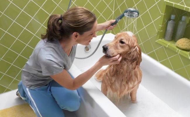 Como lavar un perro