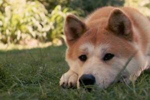Hachiko - raza de perro Akita Inu