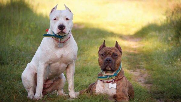 Dos American Staffordshire Terriers