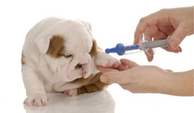 Tratamiento de la anemia en perros.