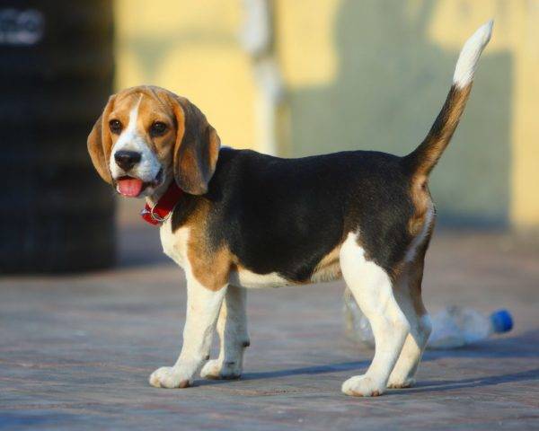 beagle lindo