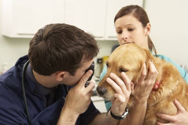 Ayuda de un veterinario con enfermedades oculares en perros.