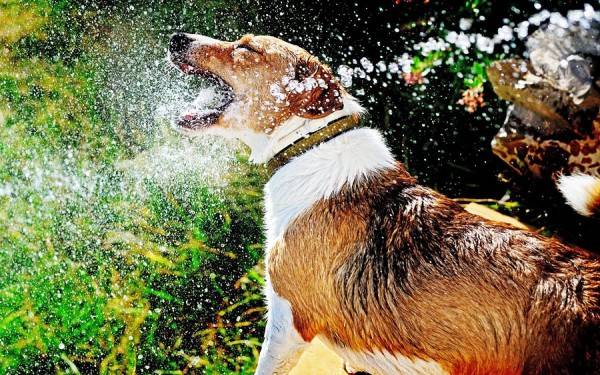 El clima afecta la nariz seca en perros