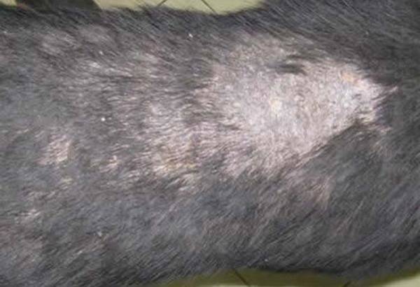 Métodos para el diagnóstico de dermatitis en perros.