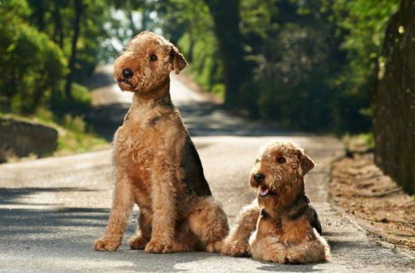 dos bonitos airedale terrier
