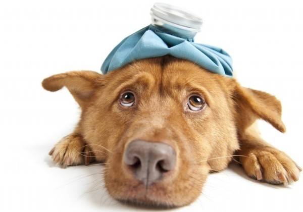 Nariz seca para resfriados en perros