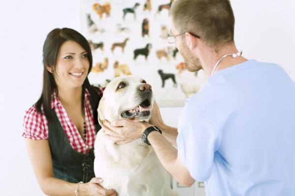 Tratamiento de intoxicación canina en la clínica