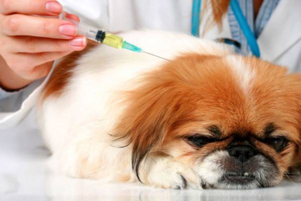Tratamiento de diabetes en perros