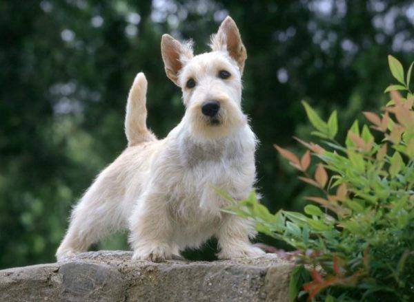 lindo scotch terrier