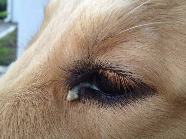 Los ojos del perro se infectan. Que hacer