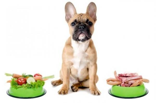 Nutrición canina con enterocolitis.