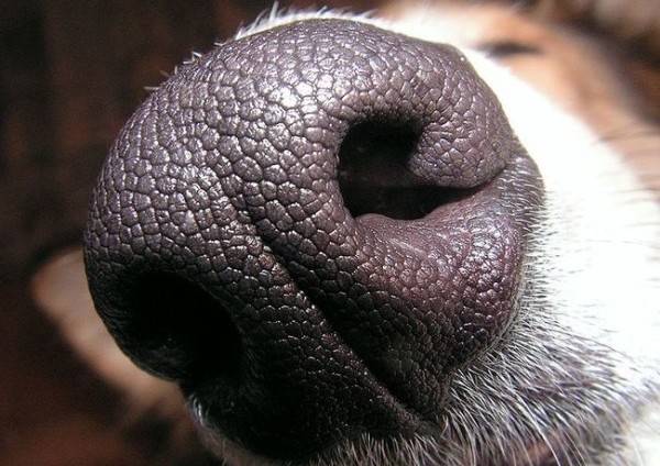 El perro tiene la nariz seca