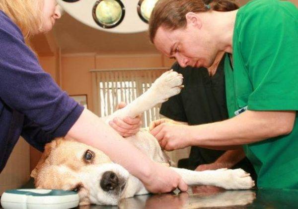 inspección de perros