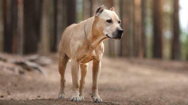 American Staffordshire Terrier en el bosque