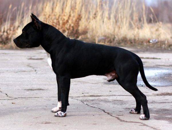 American Staffordshire Terrier negro
