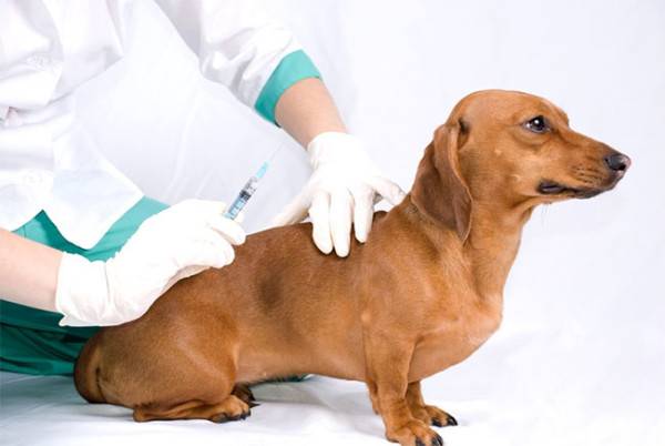 Terapia con insulina en perros con diabetes.