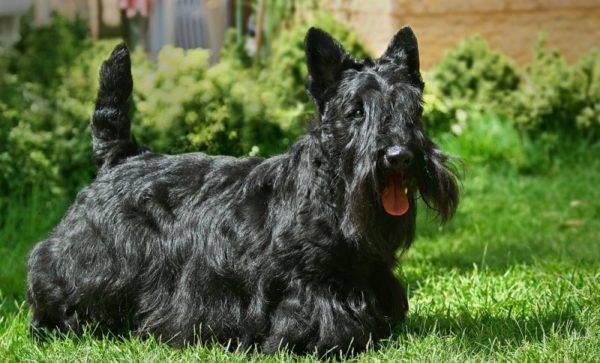 scotch terrier monofónico negro