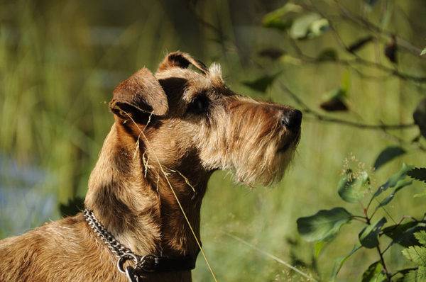 Hermosa foto del terrier irlandés