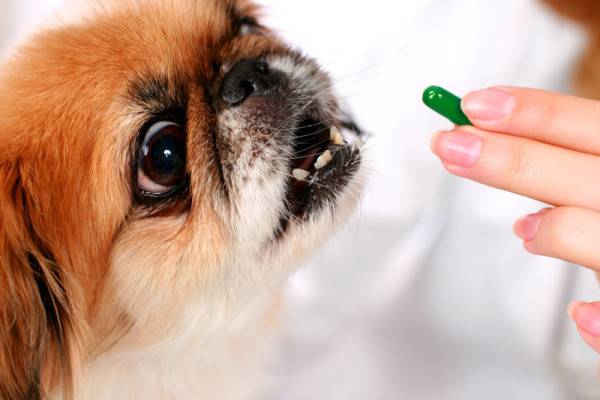Tratamiento de la enterocolitis en perros.