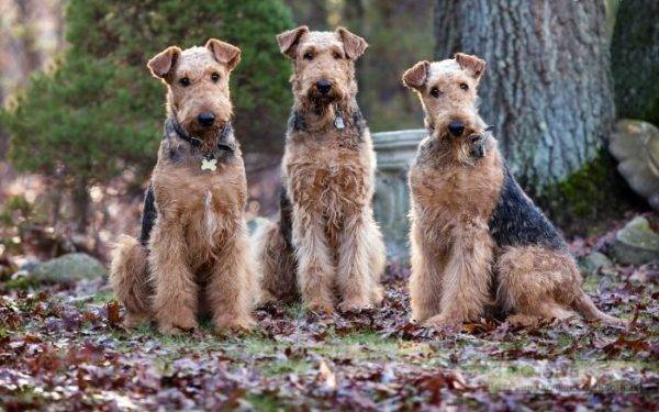 tres airedale terrier