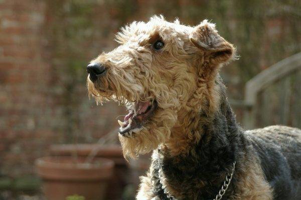 bonito airedale terrier