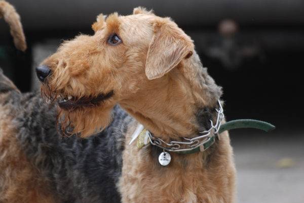 guapo airedale terrier