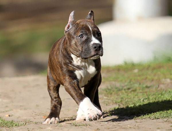 American Staffordshire Tiger Terrier